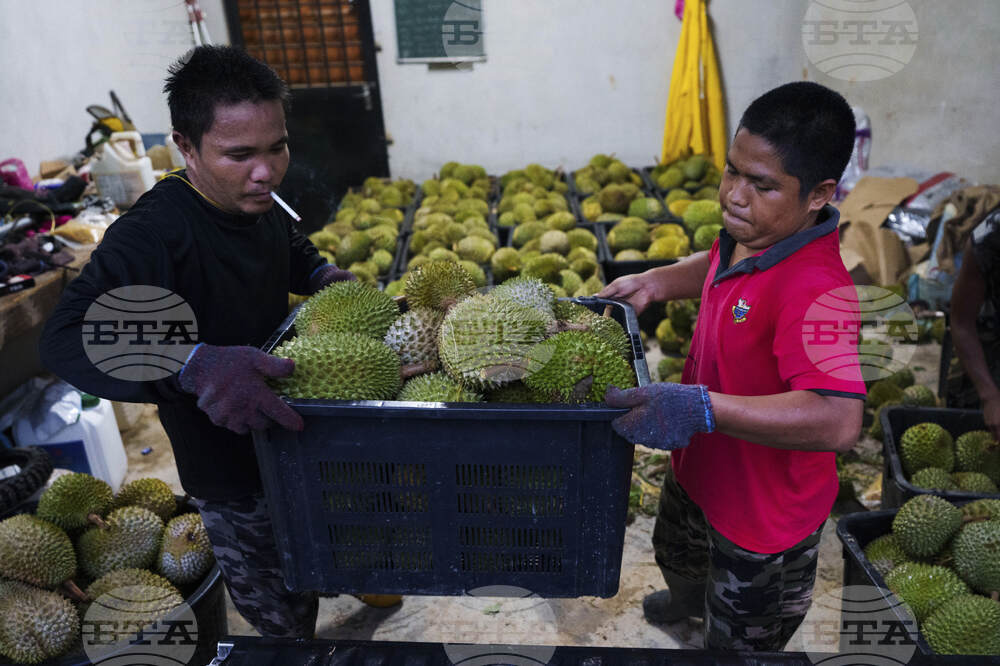 Climate Malaysia Durian
