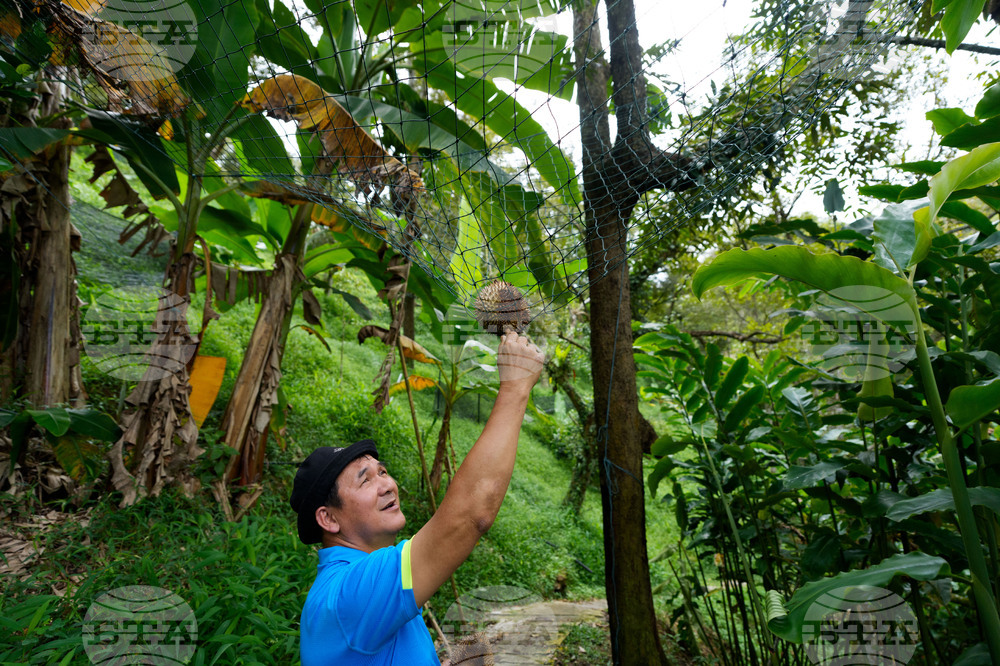 Climate Malaysia Durian