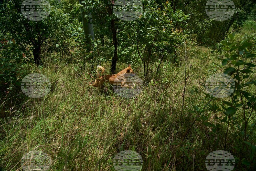 Nepal Monkeys Photo Essay
