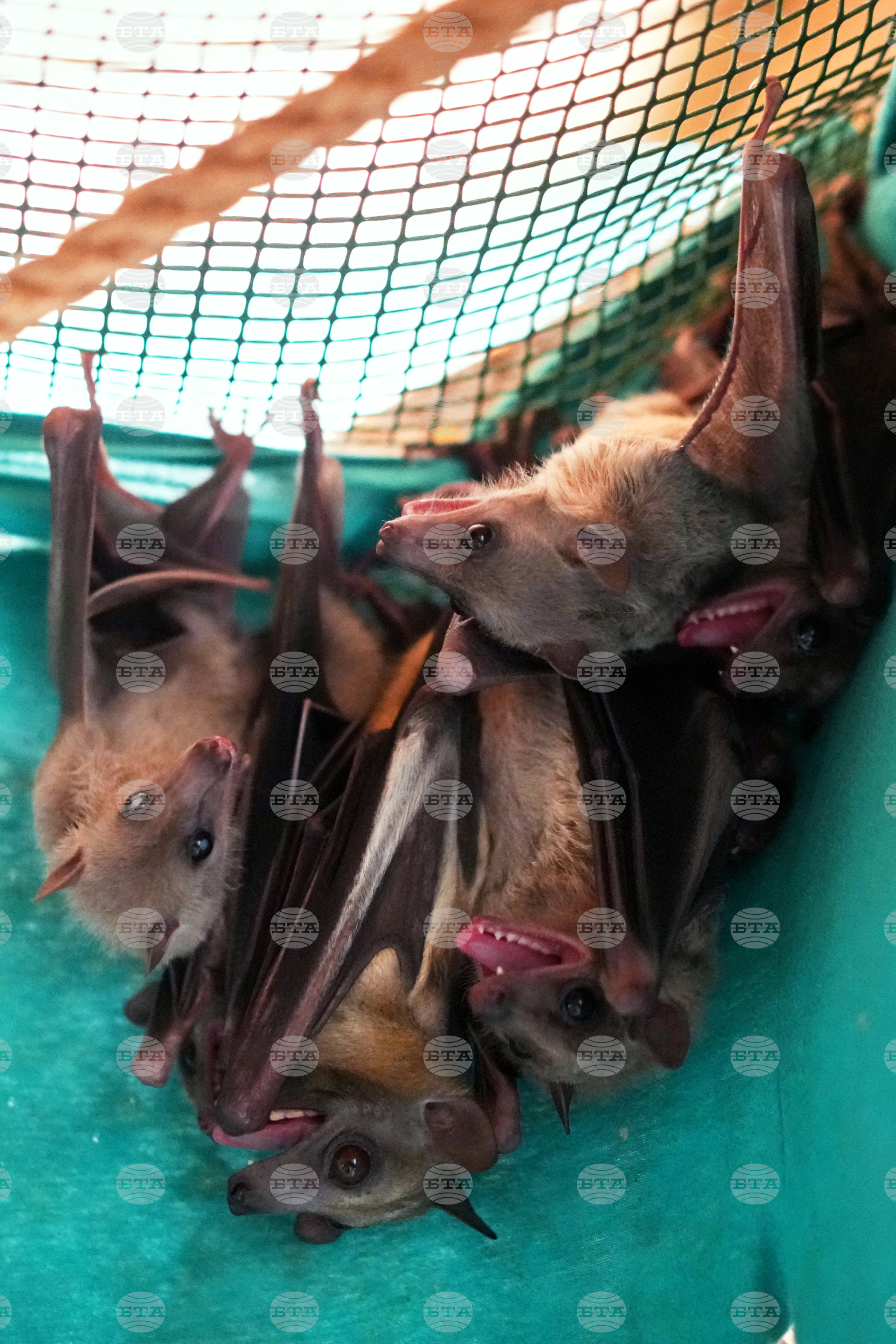 Italy Bats