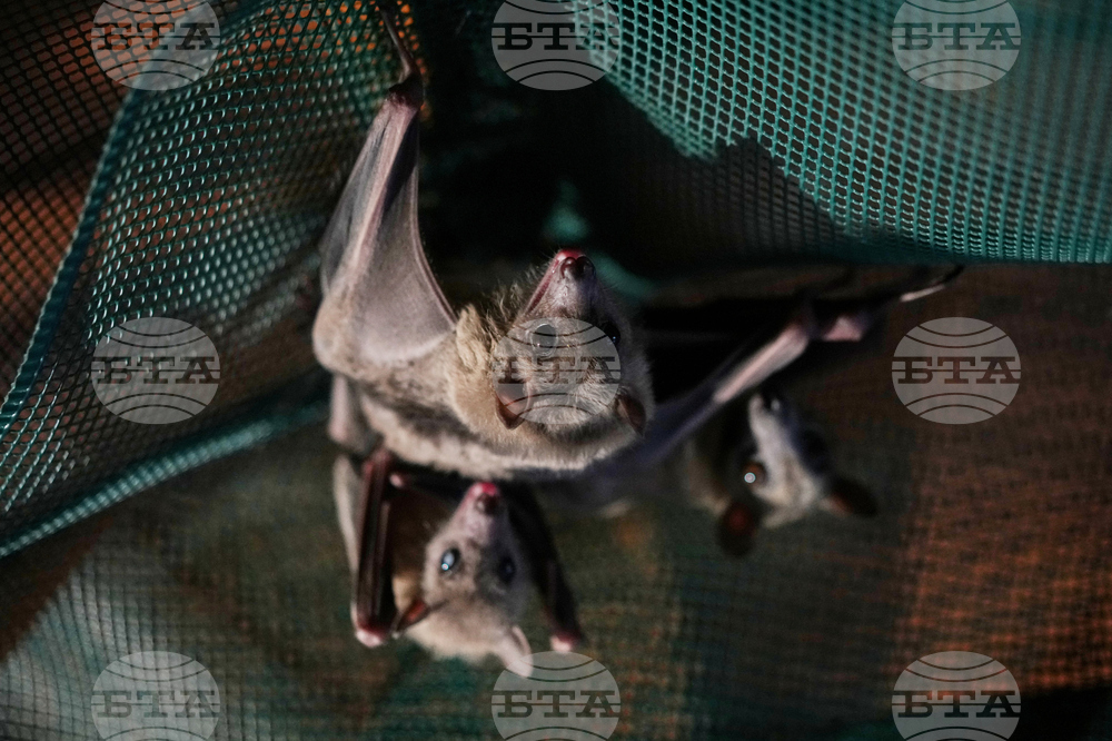 Italy Bats