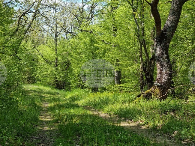 Условията за туризъм в планините са добри, но следобед се очакват локални валежи, предупредиха от Планинската спасителна служба на БЧК 