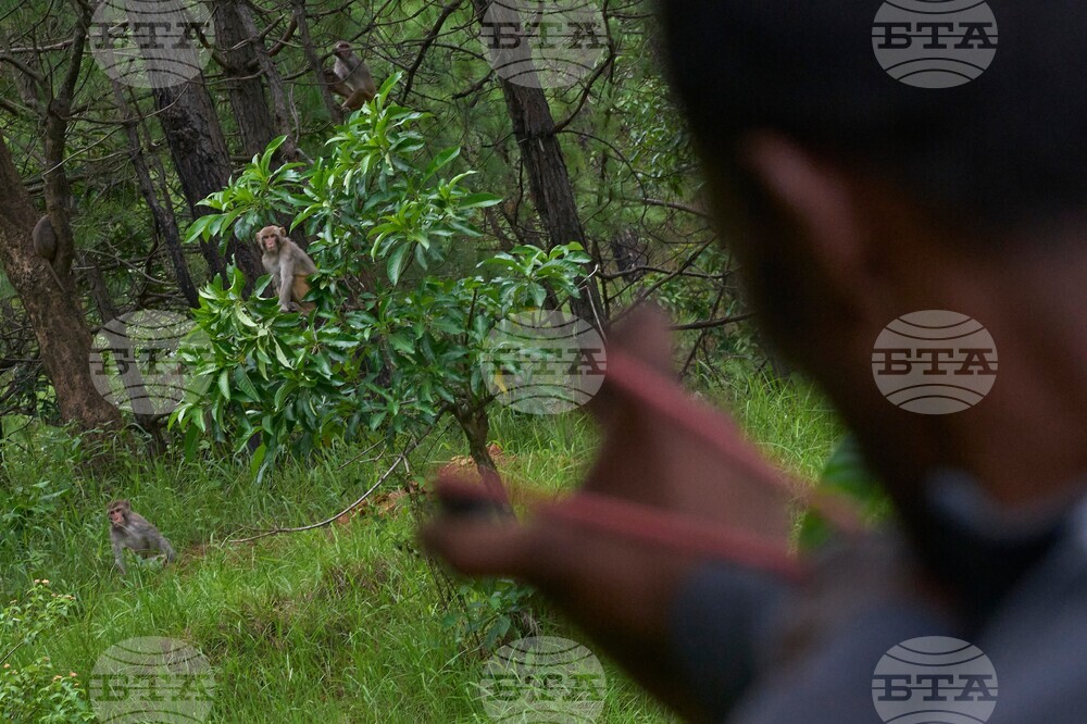 APTOPIX Nepal Monkeys Photo Essay