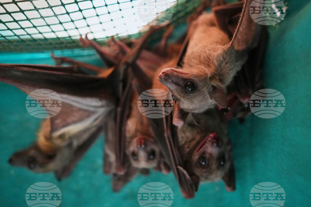 Italy Bats