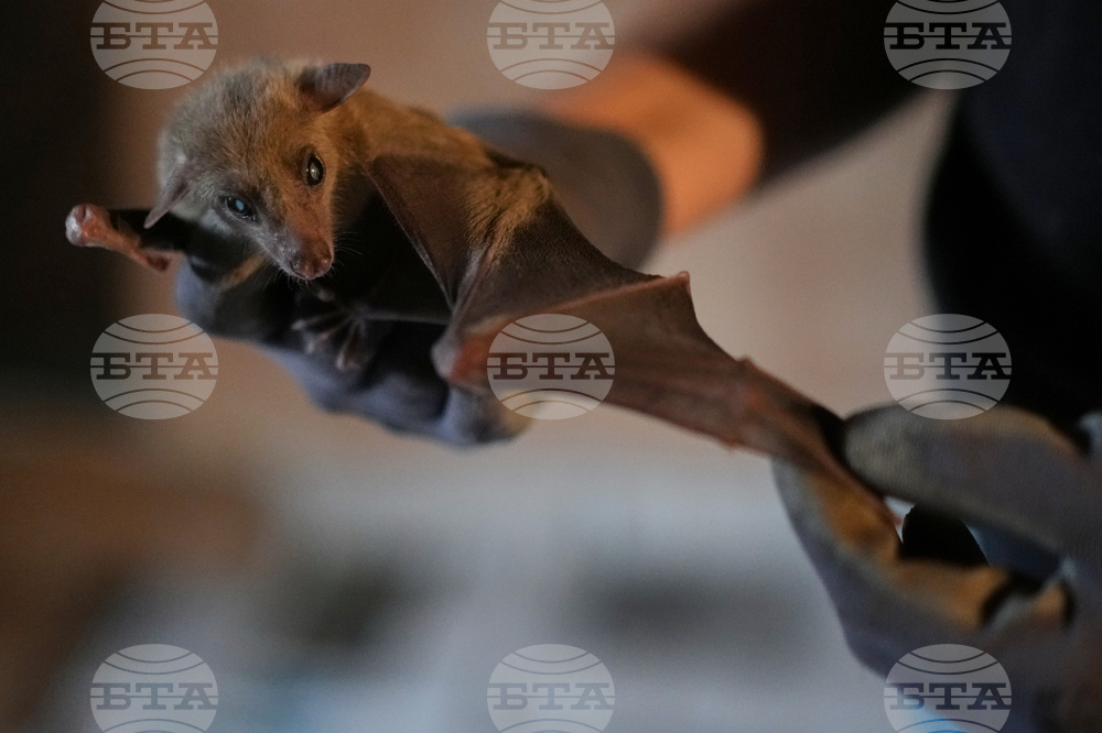 Italy Bats