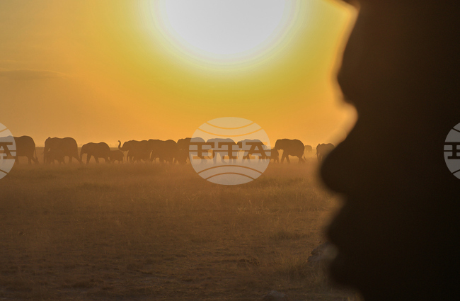 Kenya Dead Elephants