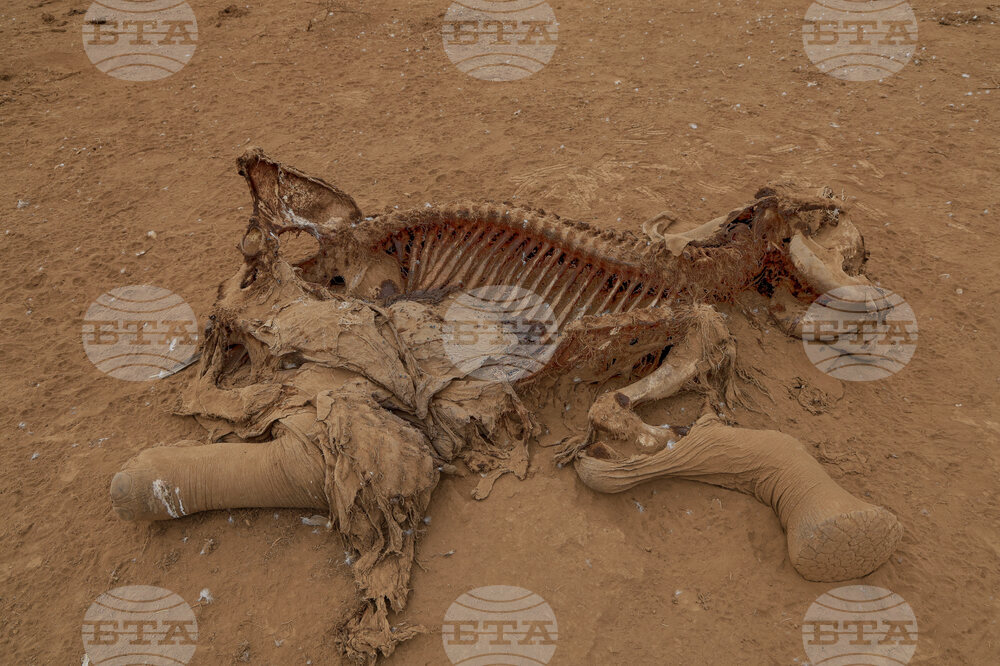 Kenya Dead Elephants