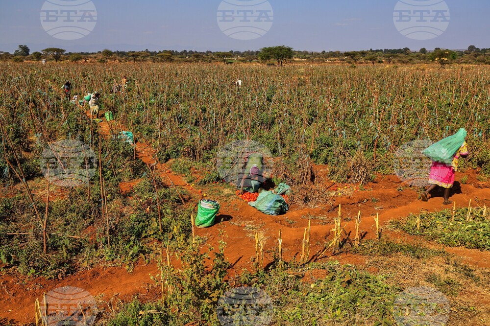 Kenya Dead Elephants