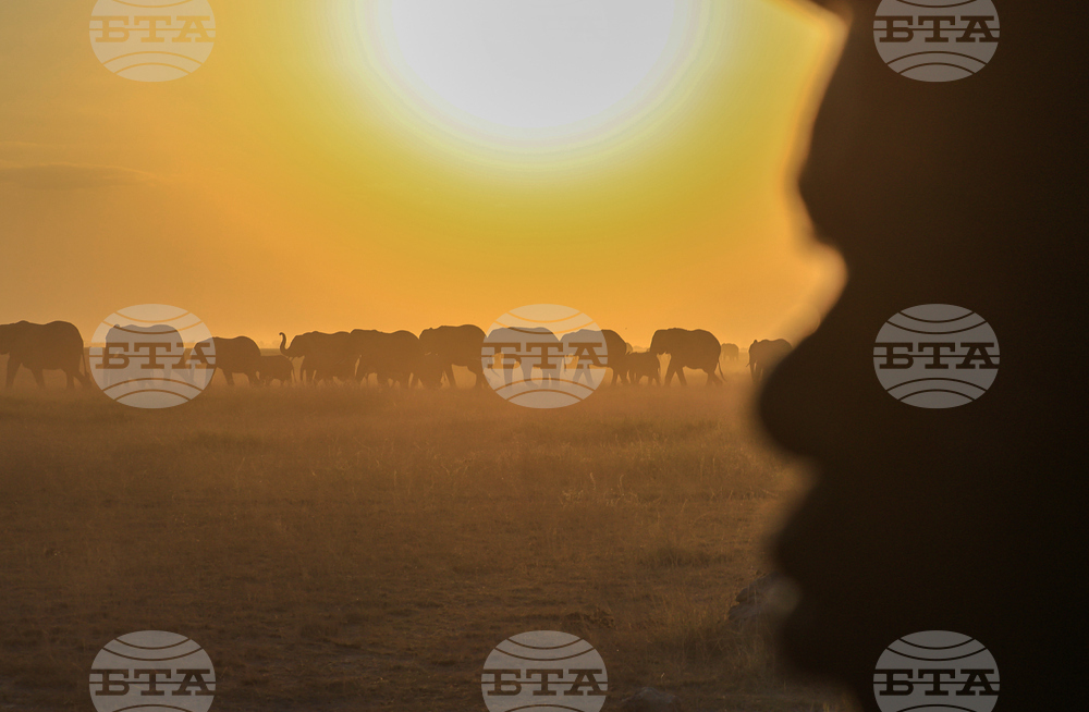 Kenya Dead Elephants