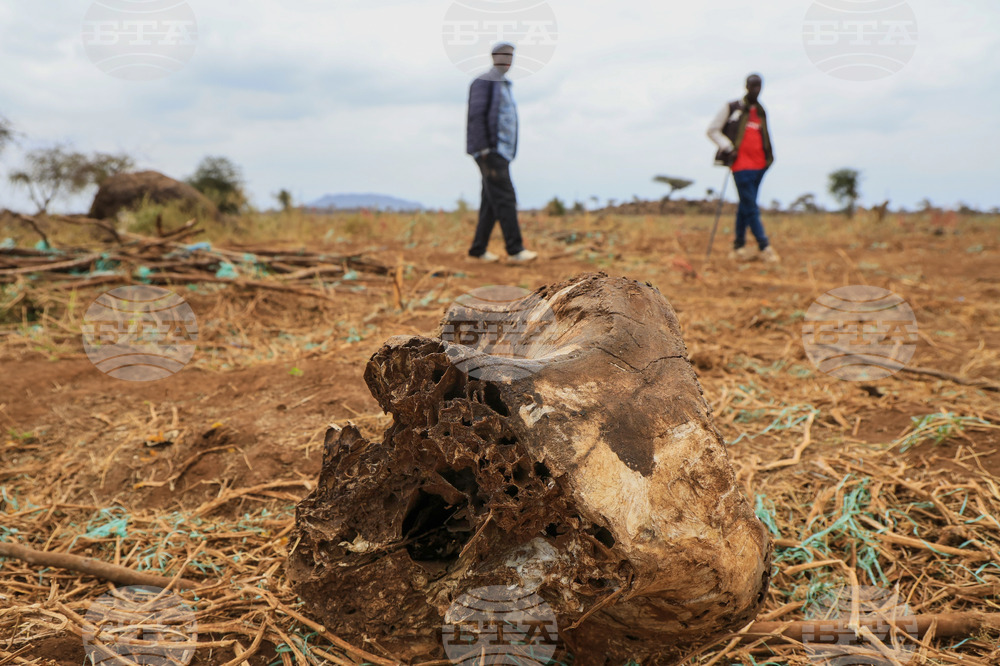 Kenya Dead Elephants