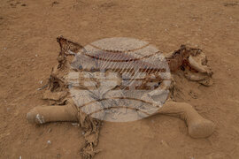APTOPIX Kenya Dead Elephants