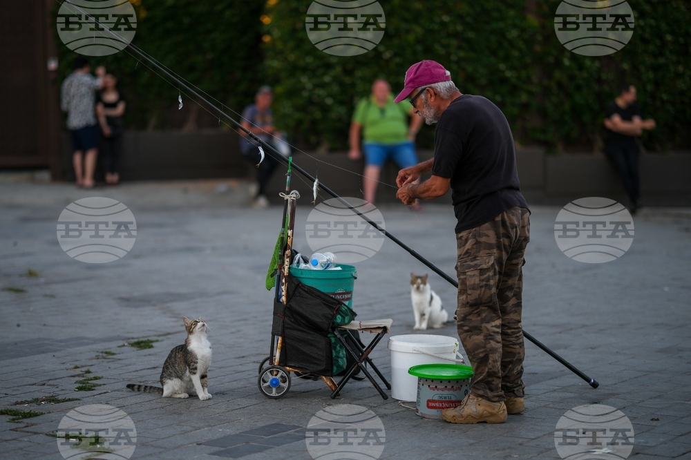 Turkey Istanbul's Cats