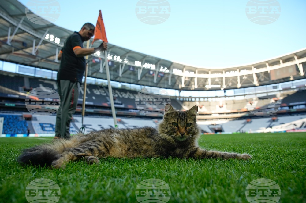 Turkey Istanbul's Cats
