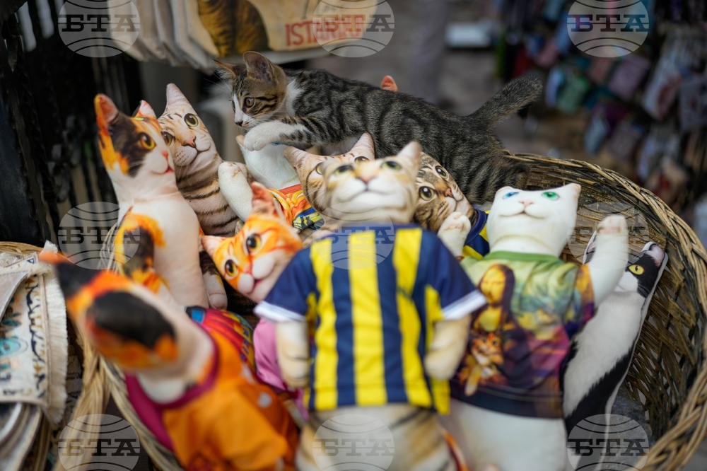 Turkey Istanbul's Cats