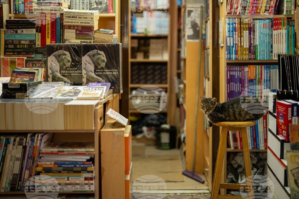 Turkey Istanbul's Cats
