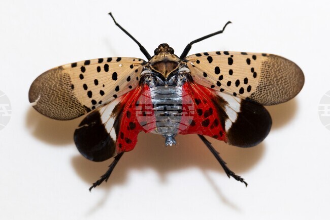Spotted Lanternfly
