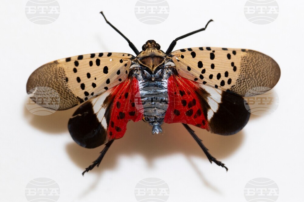 Spotted Lanternfly