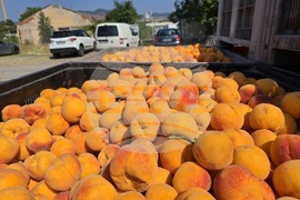 Сливен - изкупуване на праскови - опашки