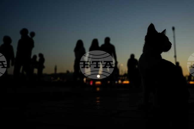 APTOPIX Turkey Istanbul's Cats