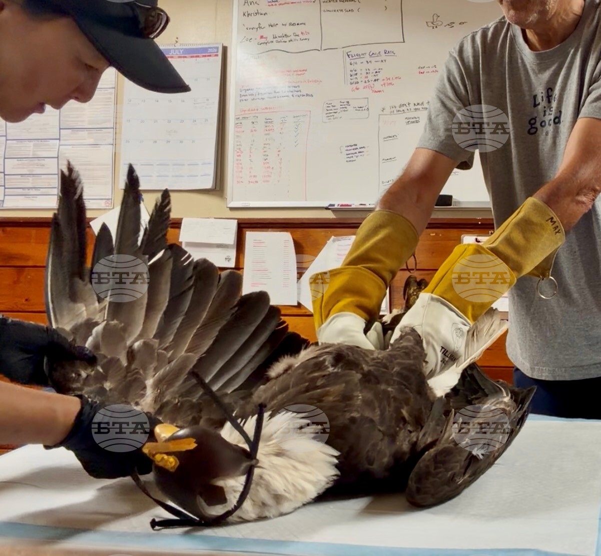 Obit Bald Eagle Jackie