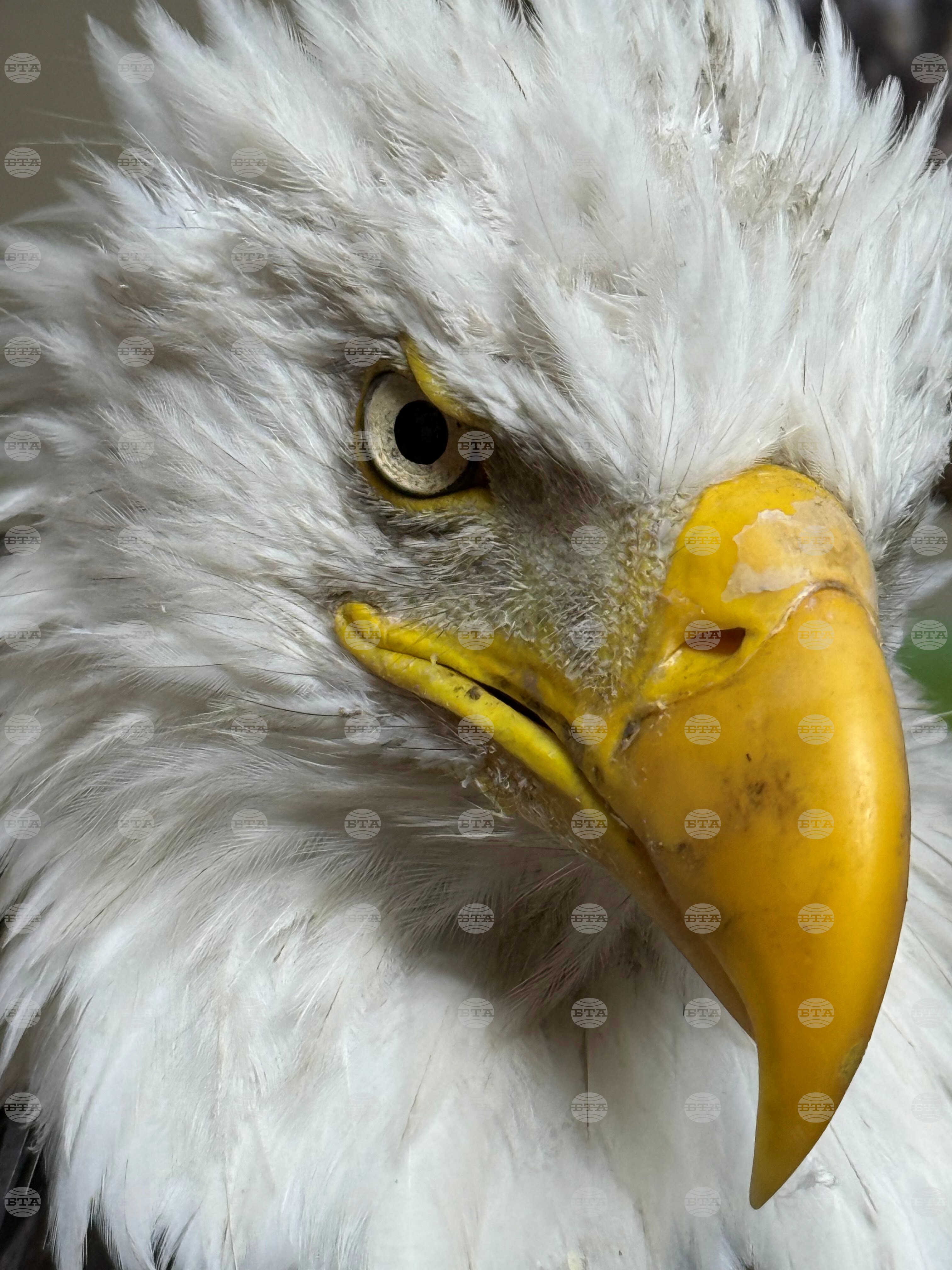Obit Bald Eagle Jackie