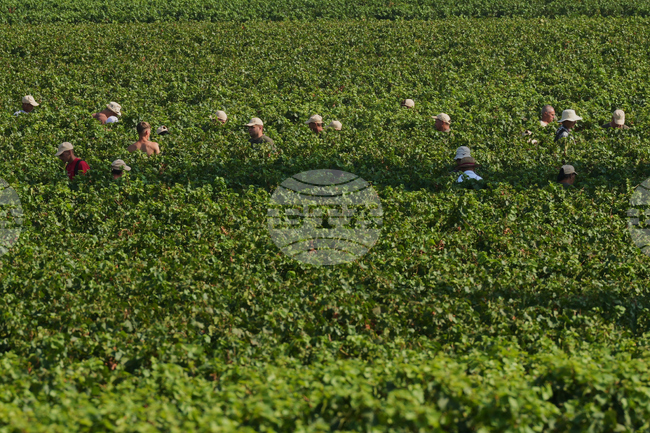 Italy Early Wine Harvest