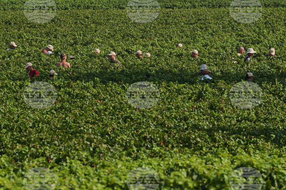 Italy Early Wine Harvest