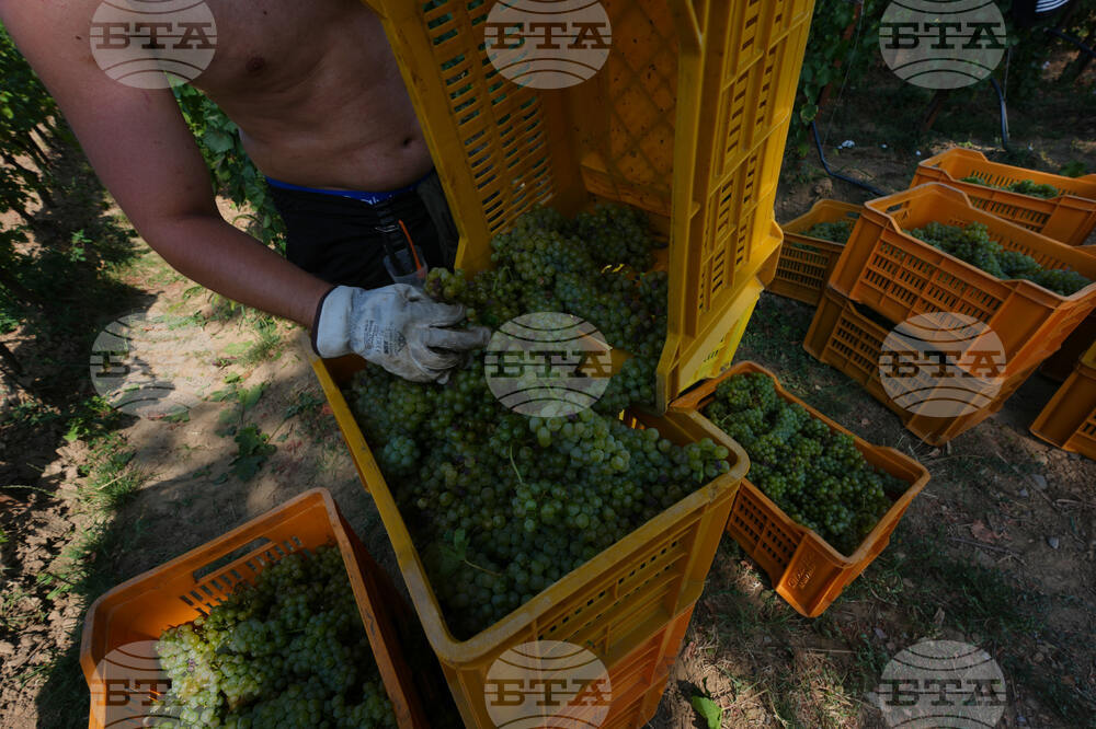 Italy Early Wine Harvest