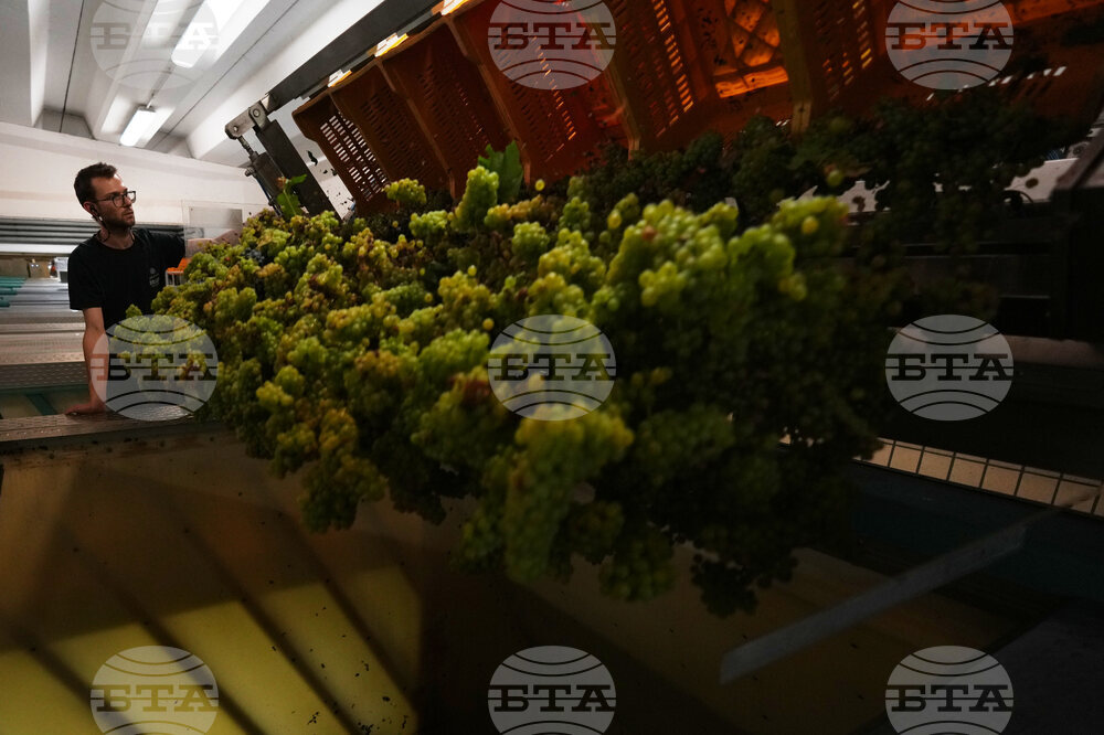 Italy Early Wine Harvest