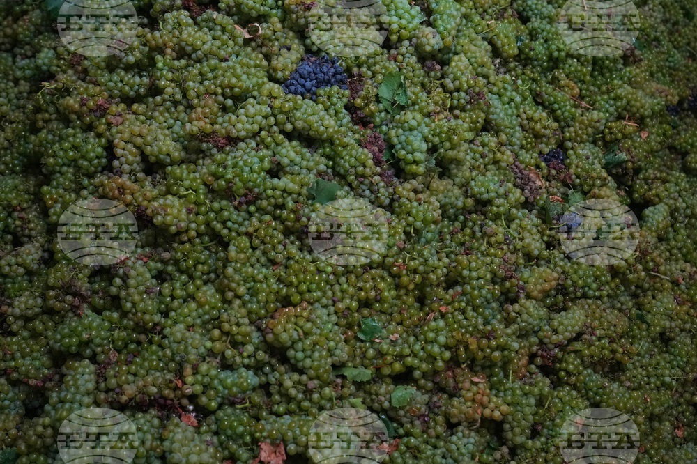 Italy Early Wine Harvest