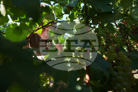 Italy Early Wine Harvest