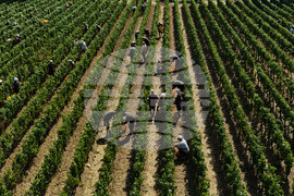 Italy Early Wine Harvest