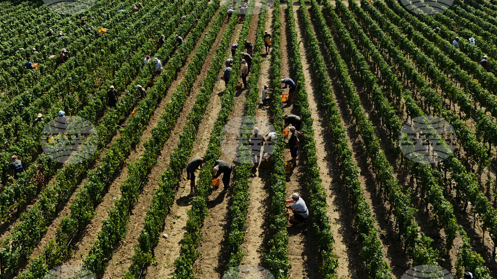 Italy Early Wine Harvest