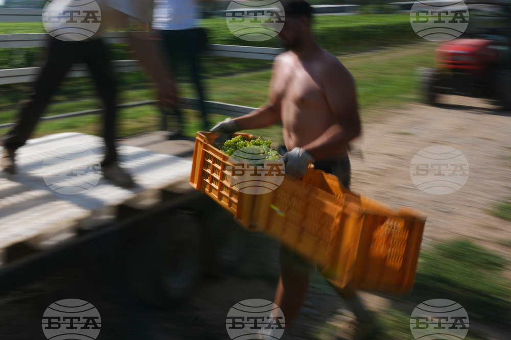 Italy Early Wine Harvest