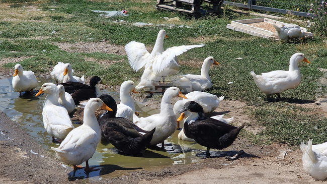 Bird Flu Outbreak Detected in Plovdiv Region