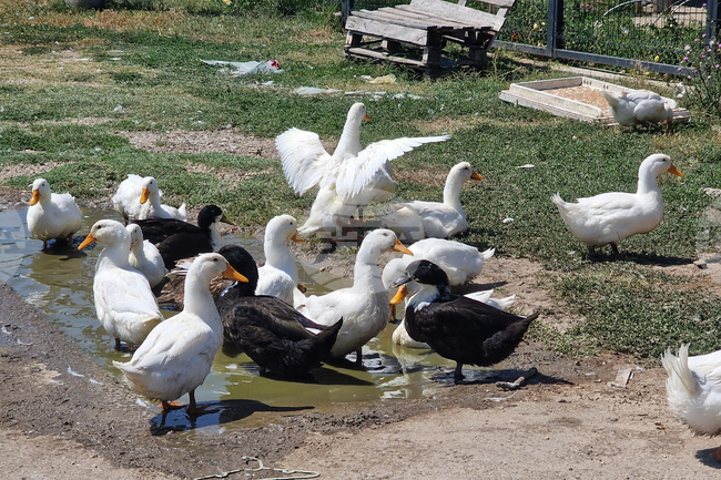 Bird Flu Outbreak Detected in Plovdiv Region