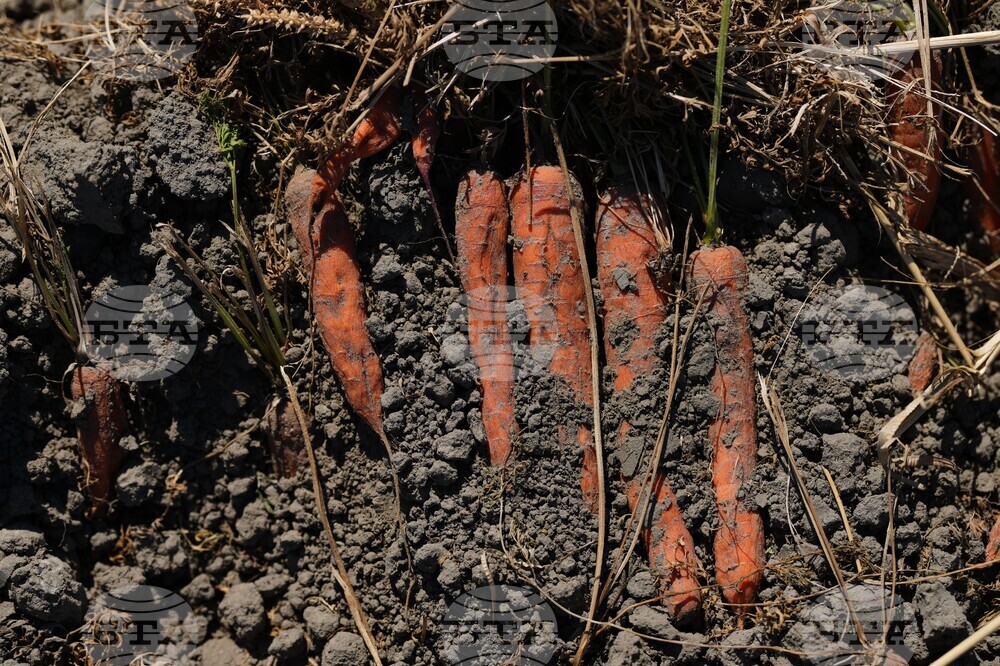 Netherlands Extreme Weather Drought