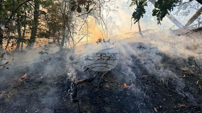 Пожарът край тополовградското село Българска поляна се разраства, обмисля се помощ от въздуха и задействане на BG-ALERT