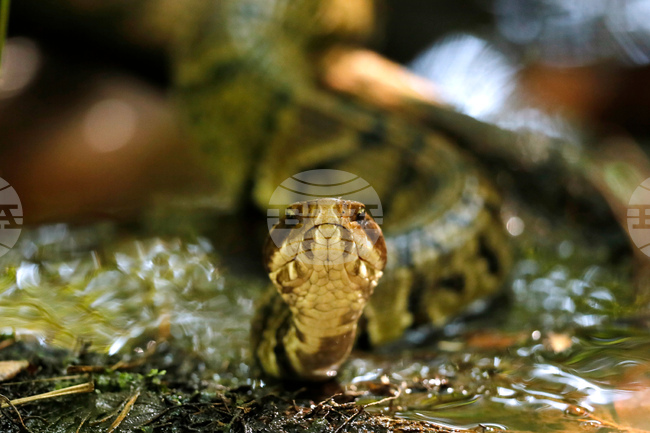 Snake in Helmut