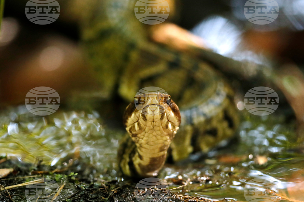 Snake in Helmut