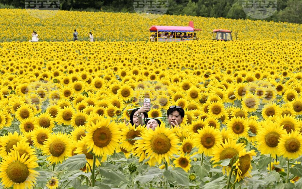 Japan Daily Life