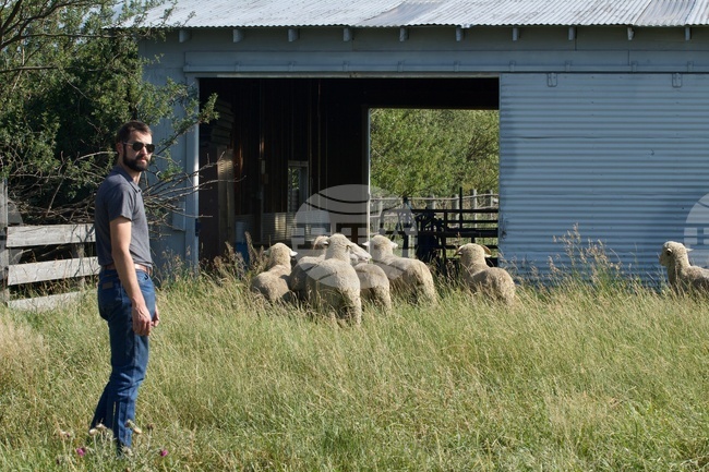 Wool Lab Montana