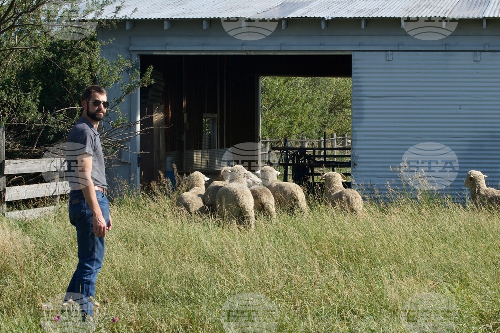 Wool Lab Montana