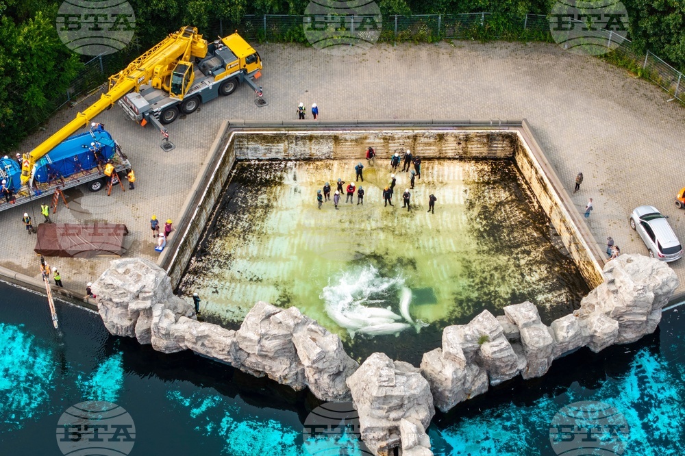 Ontario Beluga Whales