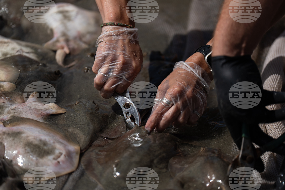 California Stingrays