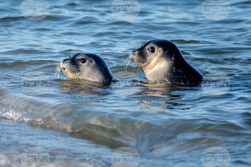 Germany Seal Release