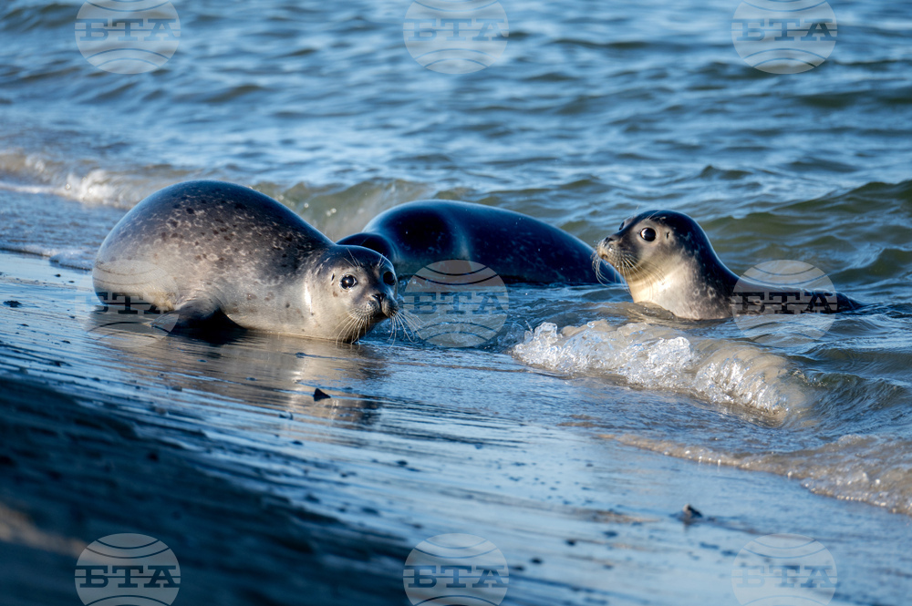 Germany Seal Release