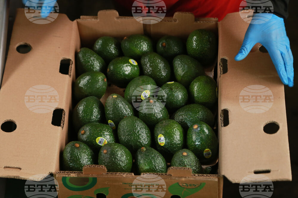 Mexico Avocados