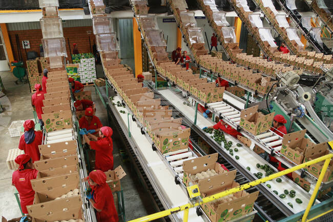 APTOPIX Mexico Avocados