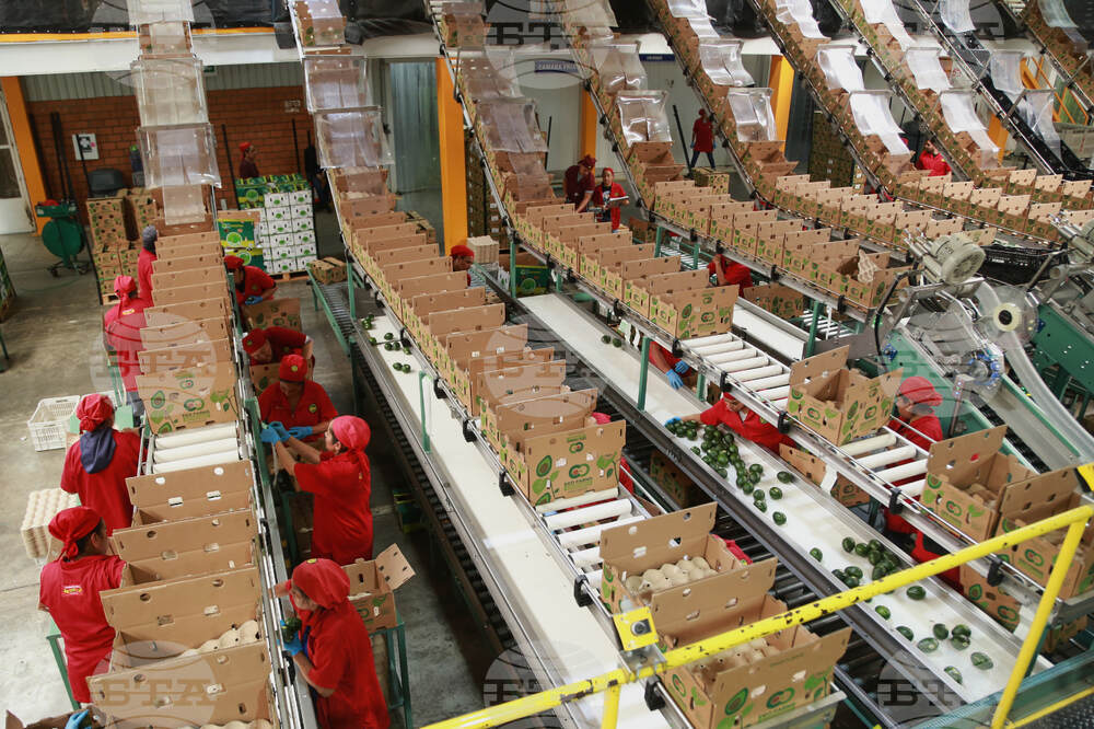 APTOPIX Mexico Avocados